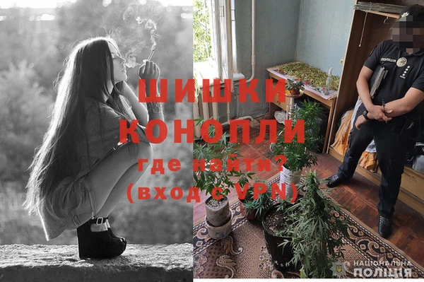 сатива Коряжма